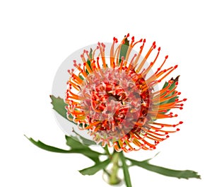 Beautiful protea flower on white background