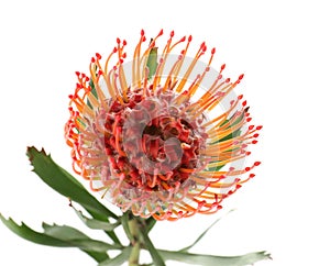 Beautiful protea flower on white background