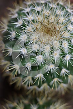 Beautiful protection system developed by cacti to defend themselves photo