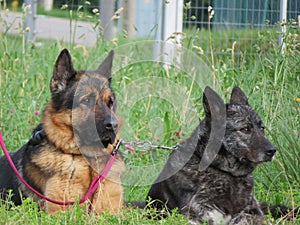 Beautiful protective watchdogs defense security tranquility domestic animals photo