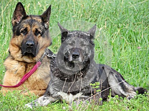 Beautiful protective watchdogs defense security tranquility domestic animals photo