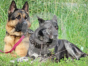 Beautiful protective watchdogs defense security tranquility domestic animals