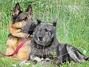 beautiful protective watchdogs defense security tranquility domestic animals photo