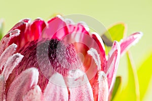 Beautiful proteus flower on light background