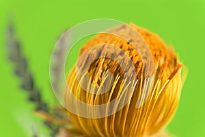 Beautiful proteus flower on light green background, selective focus. Close-up