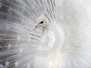 Proud albino peacock bird male tail