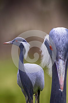 Beautiful proud birds strutting across the meadow