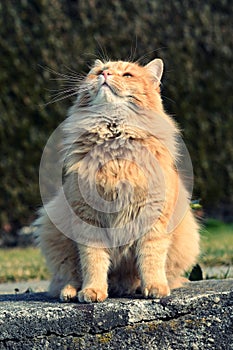 Beautiful proud cat