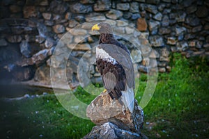 Eagle on the stone