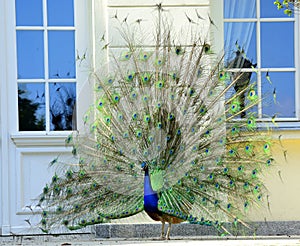 Beautiful proud peacock