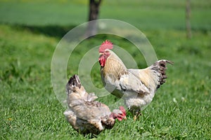 Beautiful and proud rooster near a hen with naked neck in the summer green grass on the farm background