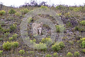 Beautiful, proud, slender female lion with gps localization collar walking free in south african private game reserve and safari