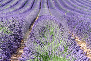 Beautiful Provence lavanda.