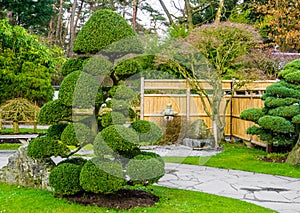 Beautiful pruned tree in a japanese garden, topiary art forms, Gardening in Asian tradition