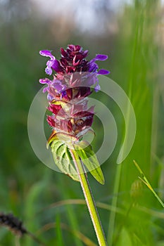 Beautiful prunella vulgaris are growing on a green meadow. Live nature