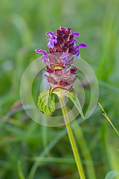 Beautiful prunella vulgaris are growing on a green meadow. Live nature