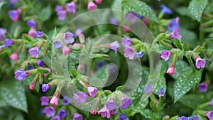 Beautiful pruple flowers Pulmonaria