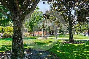 Beautiful public park with mature Magnolia trees in downtown Los Gatos, close to the Civic Center, south San Francisco bay area,