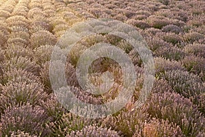 beautiful pueple lavender field in the countryside with rows of purple flowers. Scenic view of purple lavender field at
