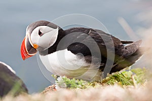 Beautiful puffin bird nesting