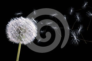 Beautiful puffy dandelion blowball and flying seeds on black background