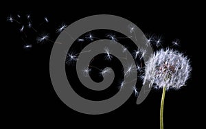 Beautiful puffy dandelion blowball and flying seeds on black background