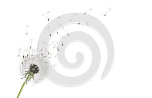 Beautiful puffy dandelion blowball and flying seeds on white background