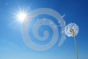 Beautiful puffy dandelion and flying seeds against blue sky on sunny day