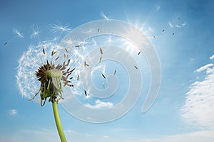 Beautiful puffy dandelion and flying seeds against blue sky on sunny day