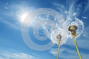 Beautiful puffy dandelions and flying seeds against blue sky on sunny day