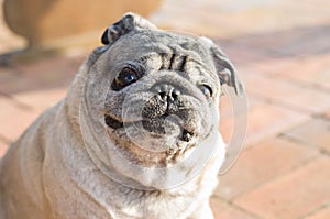 Beautiful pug breed dog, smiling, closeup, portrait, old dog