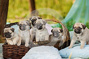 Beautiful pug dog puppies in a basket outdoors on summer day