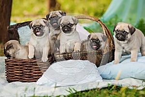 Beautiful pug dog puppies in a basket outdoors on summer day