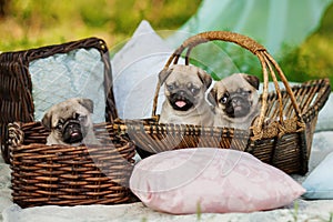 Beautiful pug dog puppies in a basket outdoors on summer day