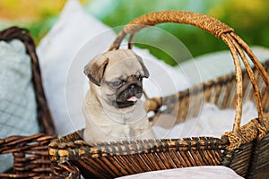 Beautiful pug dog puppy in a basket outdoors on summer day