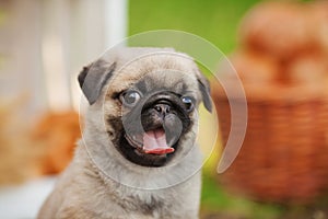 Beautiful pug dog puppy outdoors on summer day