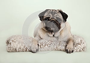 Beautiful pug puppy dog lying down on fuzzy blanket, on pastel background