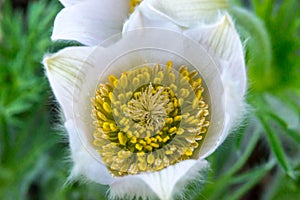 Beautiful Pulsatilla vernalis - early spring