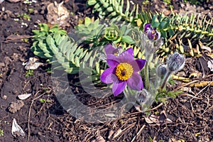 Beautiful Pulsatilla vulgaris in the garden in spring. Pulsatilla vulgaris, pasqueflower, is a species of flowering plant