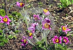 Beautiful Pulsatilla vulgaris in the garden in spring. Pulsatilla vulgaris, pasqueflower, is a species of flowering plant