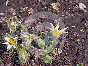 Beautiful Pulsatilla vulgaris in the garden in spring. Pulsatilla vulgaris, pasqueflower, is a species of flowering plant