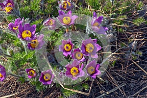 Beautiful Pulsatilla vulgaris in the garden in spring. Pulsatilla vulgaris, pasqueflower, is a species of flowering plant