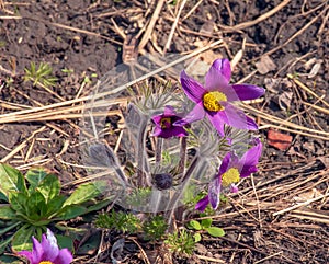 Beautiful Pulsatilla vulgaris in the garden in spring. Pulsatilla vulgaris, pasqueflower, is a species of flowering plant