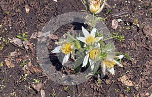 Beautiful Pulsatilla vulgaris in the garden in spring. Pulsatilla vulgaris, pasqueflower, is a species of flowering plant