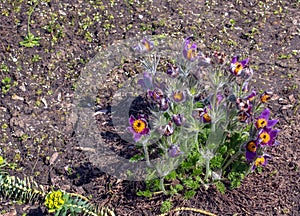 Beautiful Pulsatilla vulgaris in the garden in spring. Pulsatilla vulgaris, pasqueflower, is a species of flowering plant