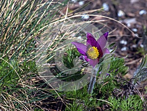 Beautiful Pulsatilla vulgaris in the garden in spring. Pulsatilla vulgaris, pasqueflower, is a species of flowering plant