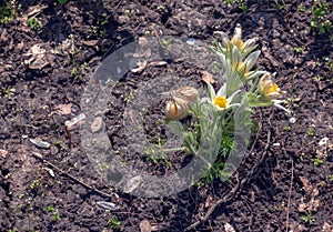 Beautiful Pulsatilla vulgaris in the garden in spring. Pulsatilla vulgaris, pasqueflower, is a species of flowering plant