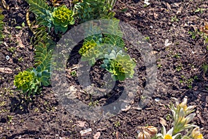 Beautiful Pulsatilla vulgaris in the garden in spring. Pulsatilla vulgaris, pasqueflower, is a species of flowering plant