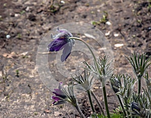 Beautiful Pulsatilla vulgaris in the garden in spring. Pulsatilla vulgaris, pasqueflower, is a species of flowering plant