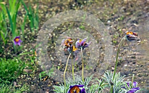 Beautiful Pulsatilla vulgaris in the garden in spring. Pulsatilla vulgaris, pasqueflower, is a species of flowering plant